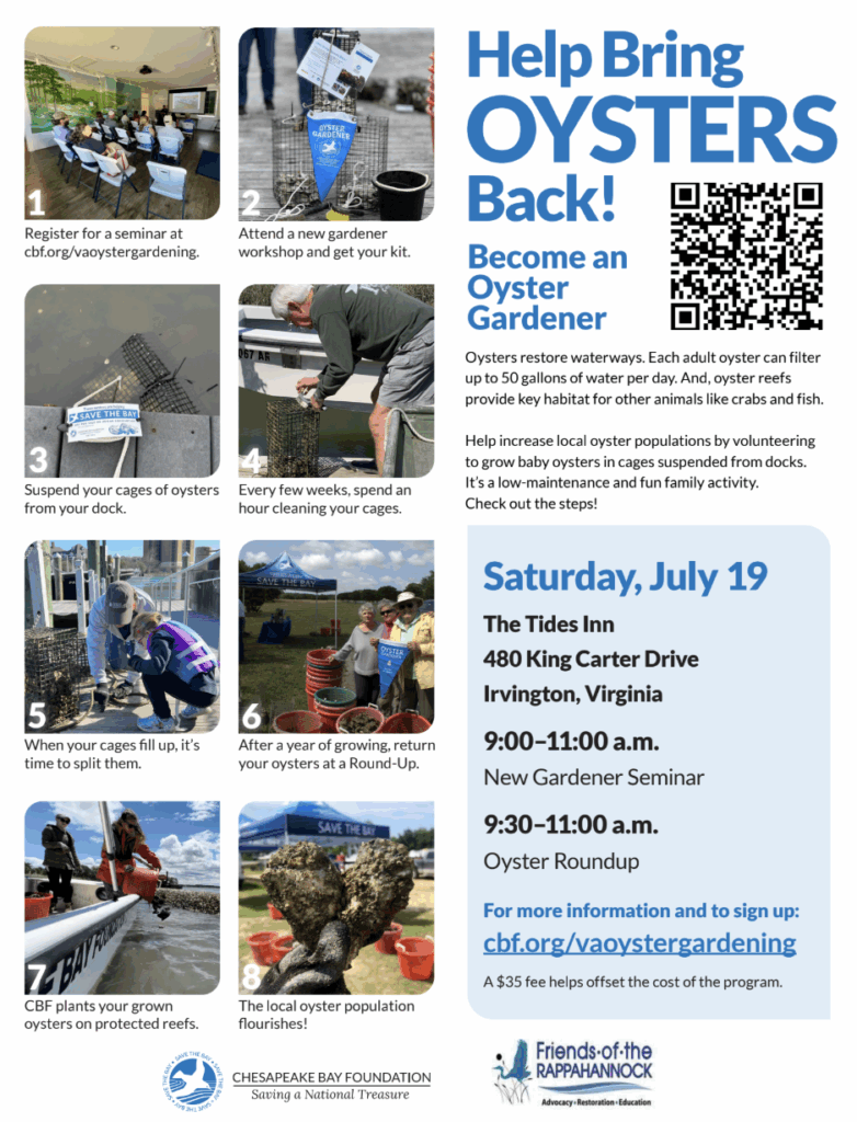 click to learn more about Become an Oyster Gardener!